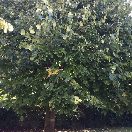 Gite Pompertuzat Holiday home *